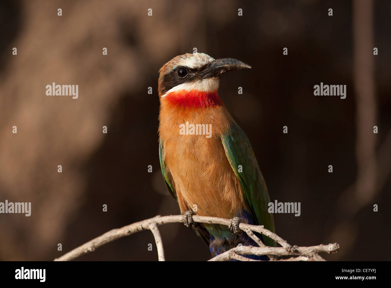 Con facciata bianca gruccione appollaiato su un ramo, Merops bullockoides Foto Stock