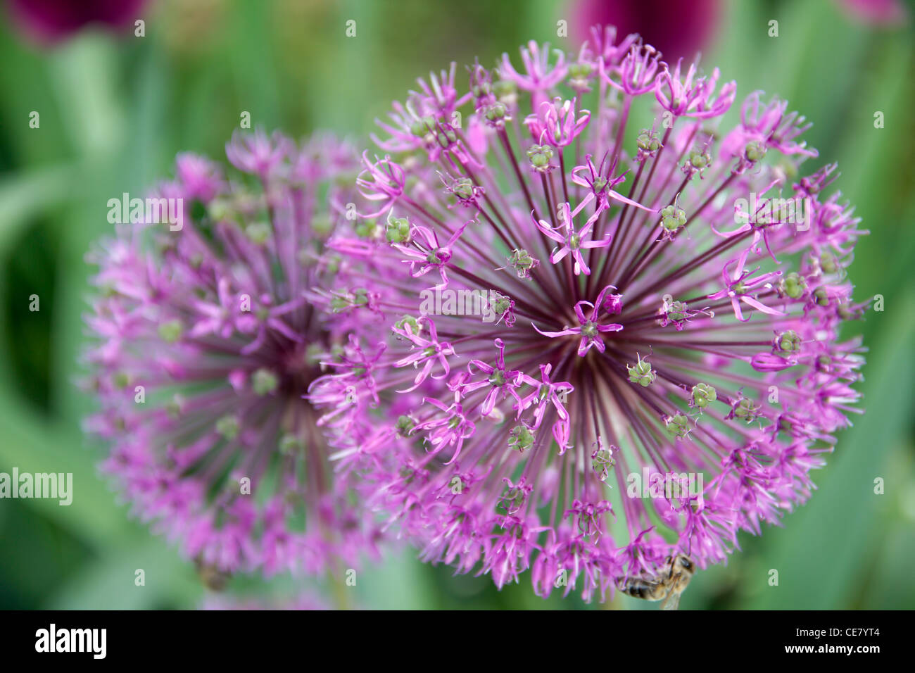 Onion decorazione floreale, latino. Allium hollandicum Foto Stock