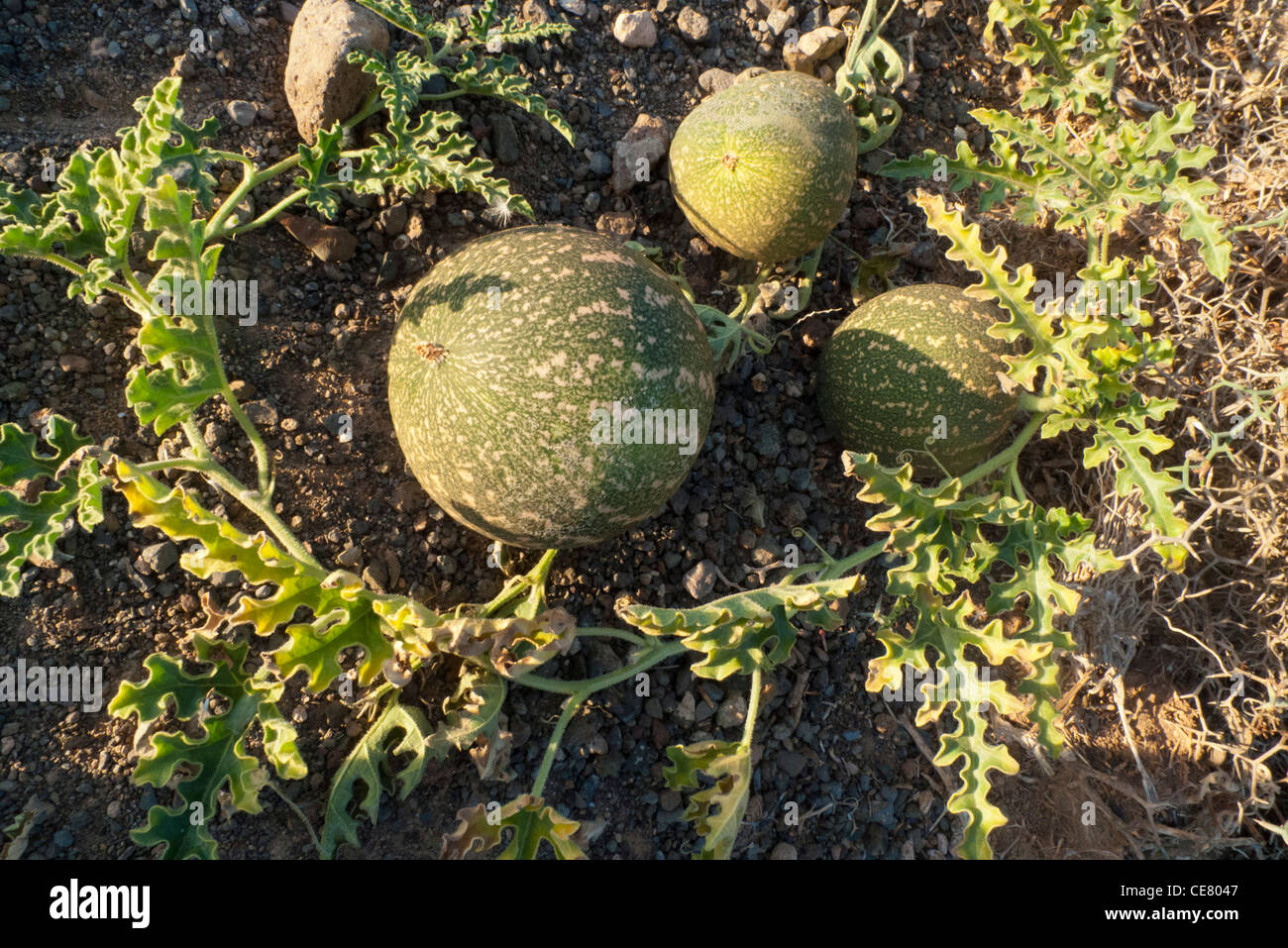 Cetriolo amaro (Citrullus colocynthis) Foto Stock