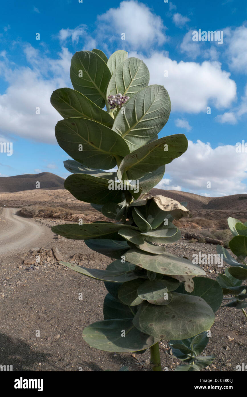 Apple di Sodoma [Giant inghiottire un mosto di malto, Milkweed] (Calotropis procera) Foto Stock