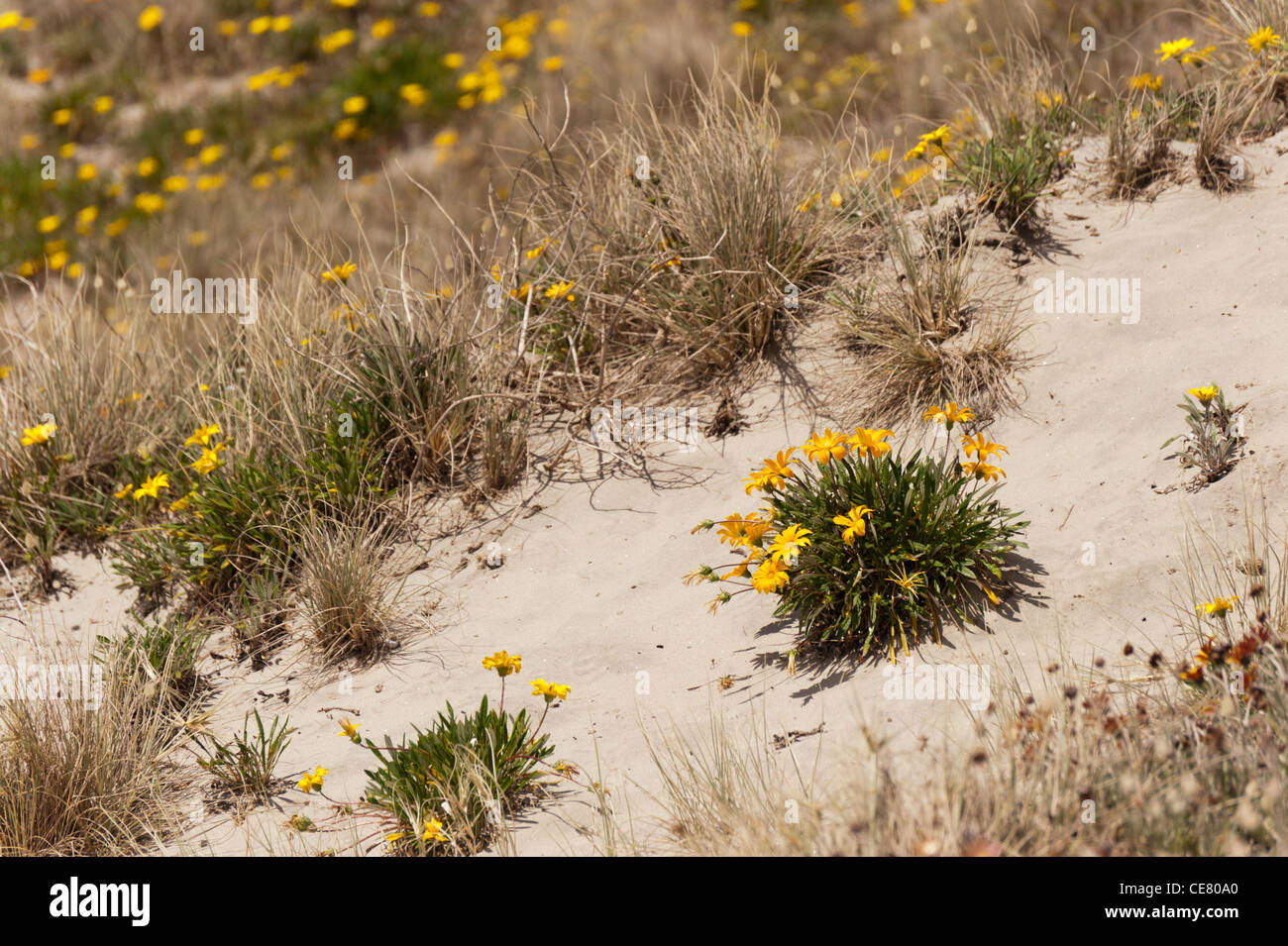Wild giallo fioritura delle piante nelle dune di sabbia a Mount Maunganui Foto Stock