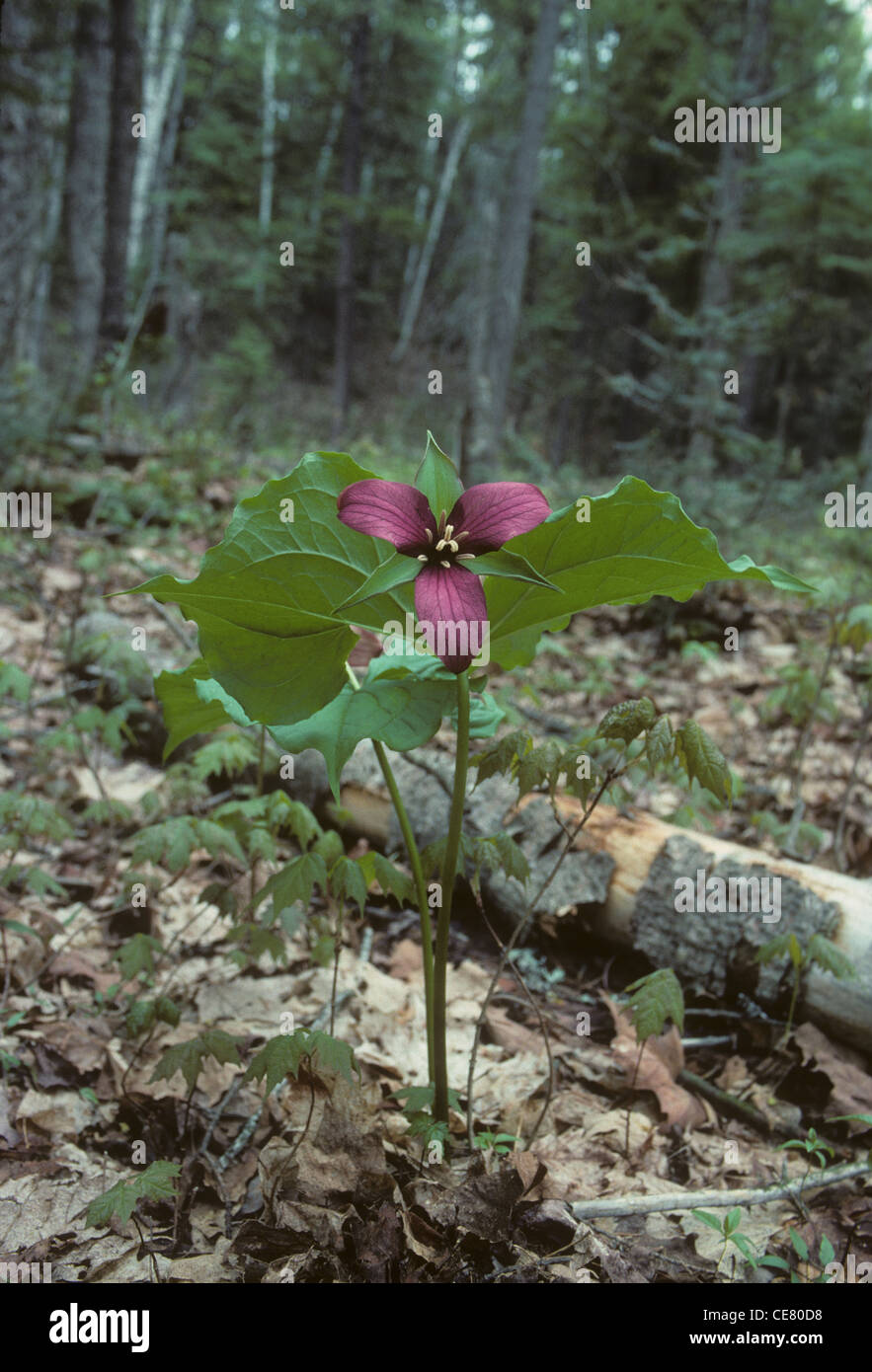 Red Trillum. Trillium erectum. In Ontario. Canada Foto Stock
