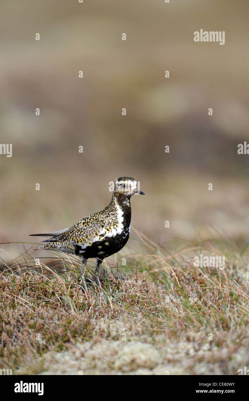 European Golden Plover (Pluvaris apricaria) Foto Stock