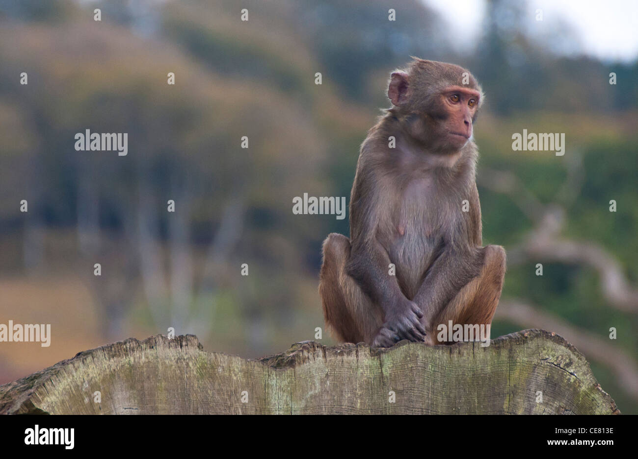 Macaco rhesus monkey (macaca mulatta) Foto Stock