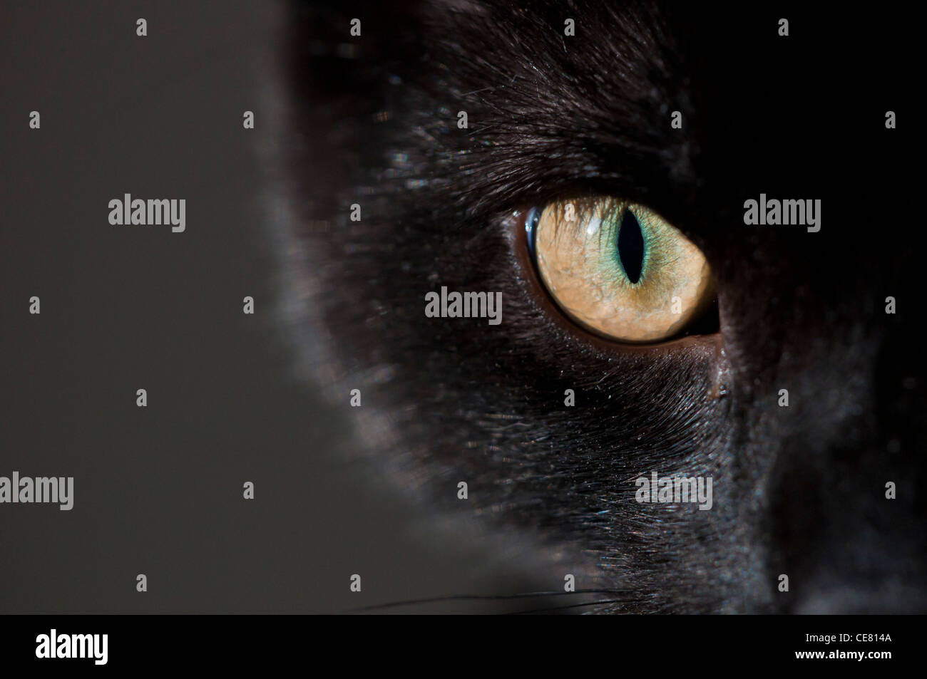 Occhi di gatto di un britannico a pelo corto gatto nero. Foto Stock