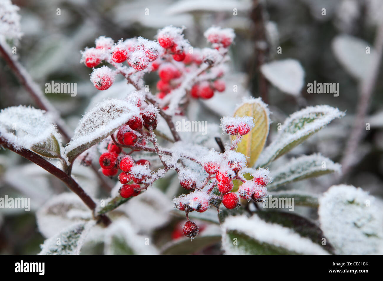 Bacche rosse coperte da rime frost. Il Piemonte, Italia settentrionale Foto  stock - Alamy