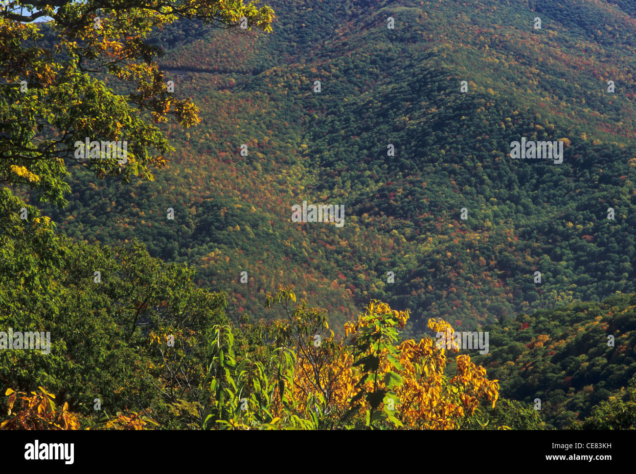 La Blue Ridge Parkway offre una vista di colori autunnali nella grande Balsam montagne vicino Waynesville, Haywood County, NC Foto Stock