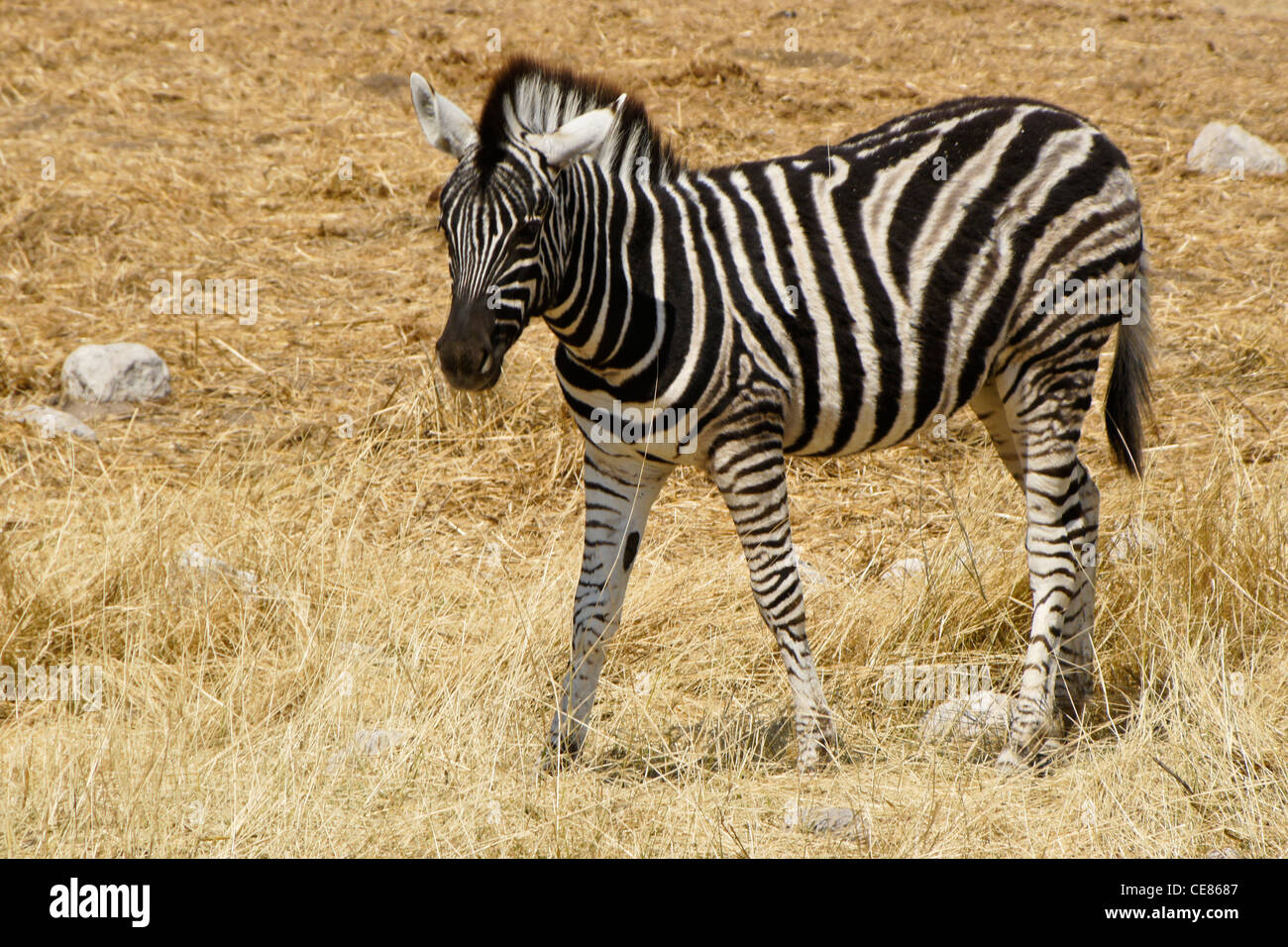 Giovani del Burchell o pianure zebra, il Parco Nazionale di Etosha, Namibia Foto Stock