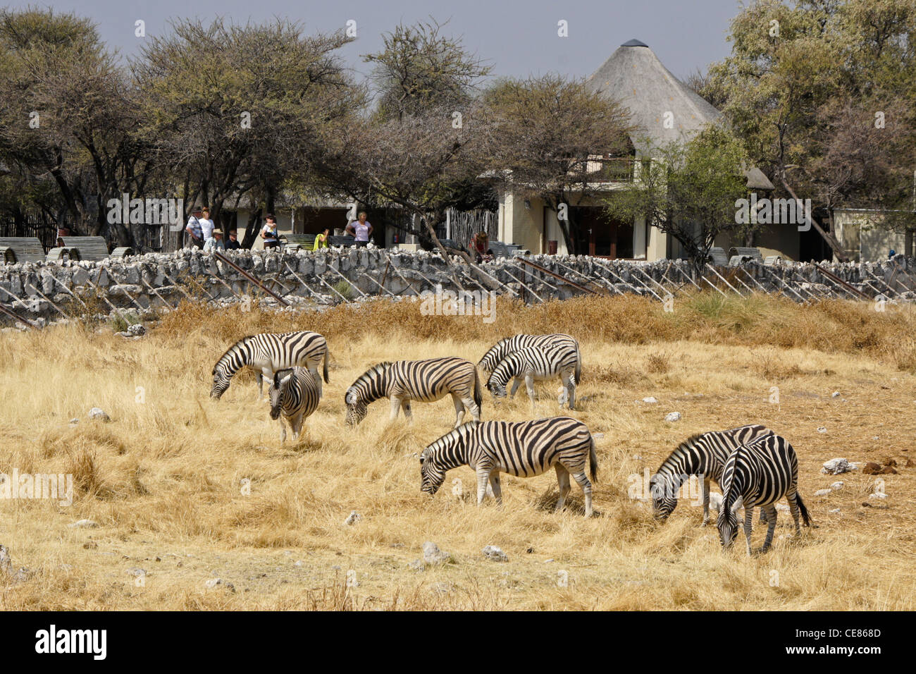 Zebre pascolo a Okaukuejo, il Parco Nazionale di Etosha, Namibia Foto Stock