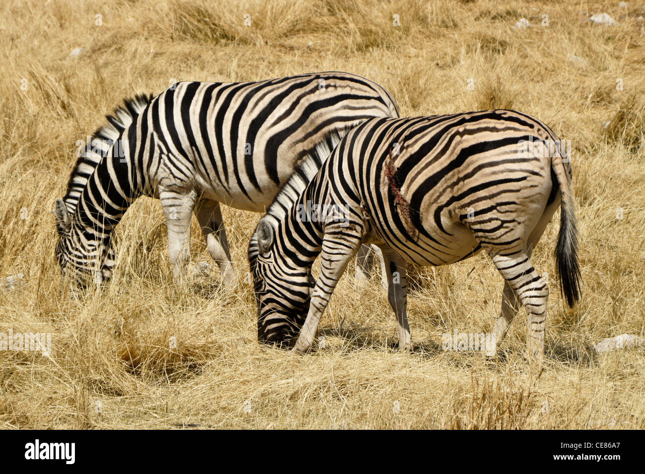 La Burchell o pianure zebre (uno ferito) pascolo, il Parco Nazionale di Etosha, Namibia Foto Stock