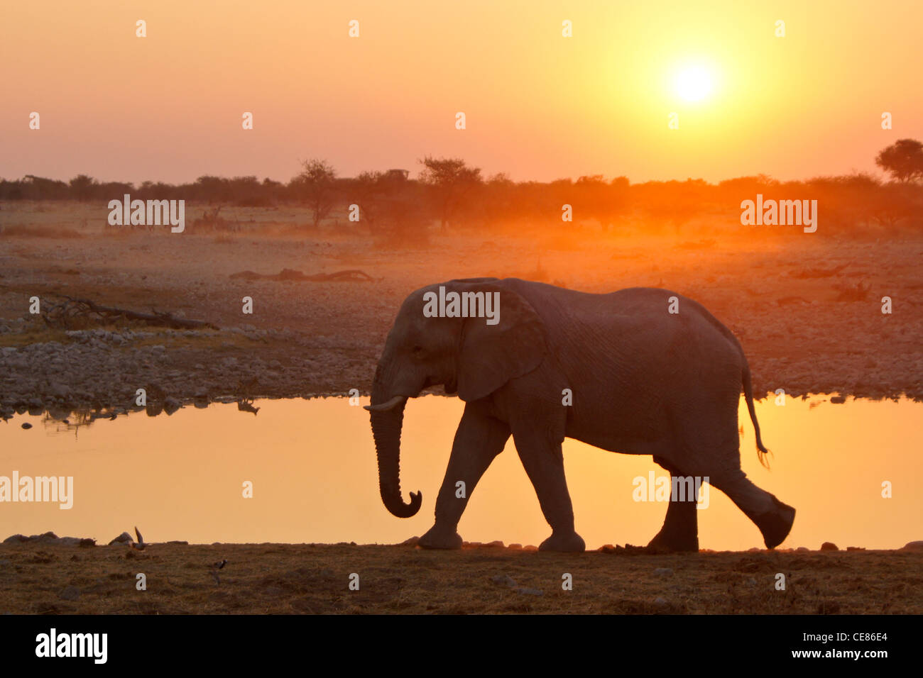 Elefanti a waterhole come set di sole, Okaukuejo, Etosha NP, Namibia Foto Stock