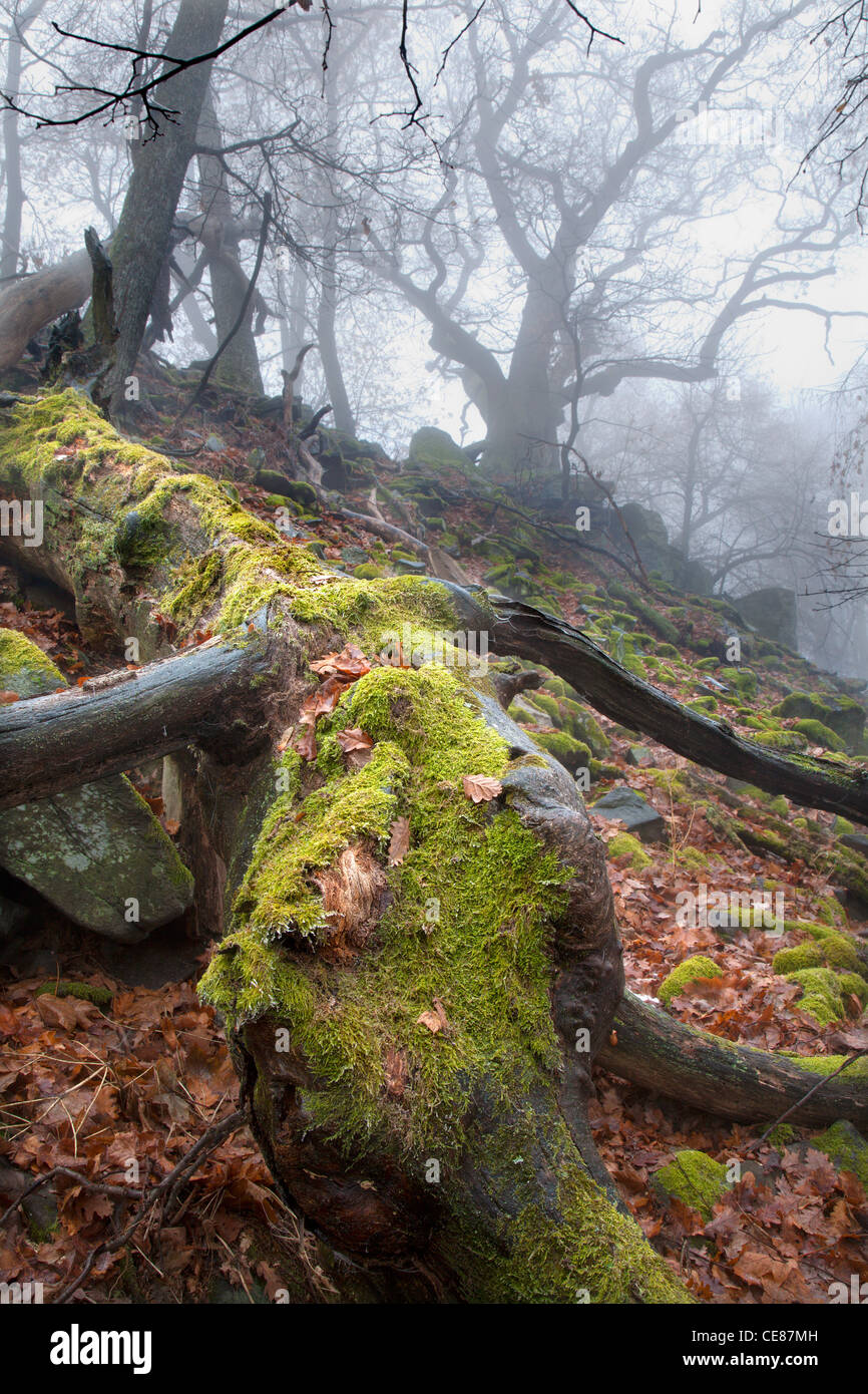 Foresta di autunno nella nebbia - stelo Foto Stock