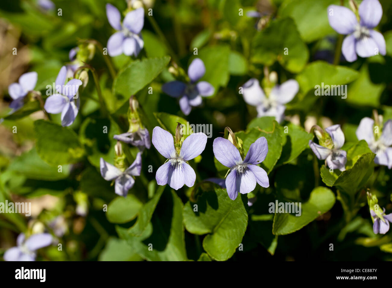 Viola piccoli fiori ( Viola odorata) sul prato Foto Stock