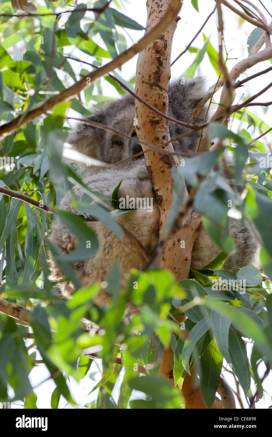 Il Koala in un albero a Kennet River, Melbourne Foto Stock