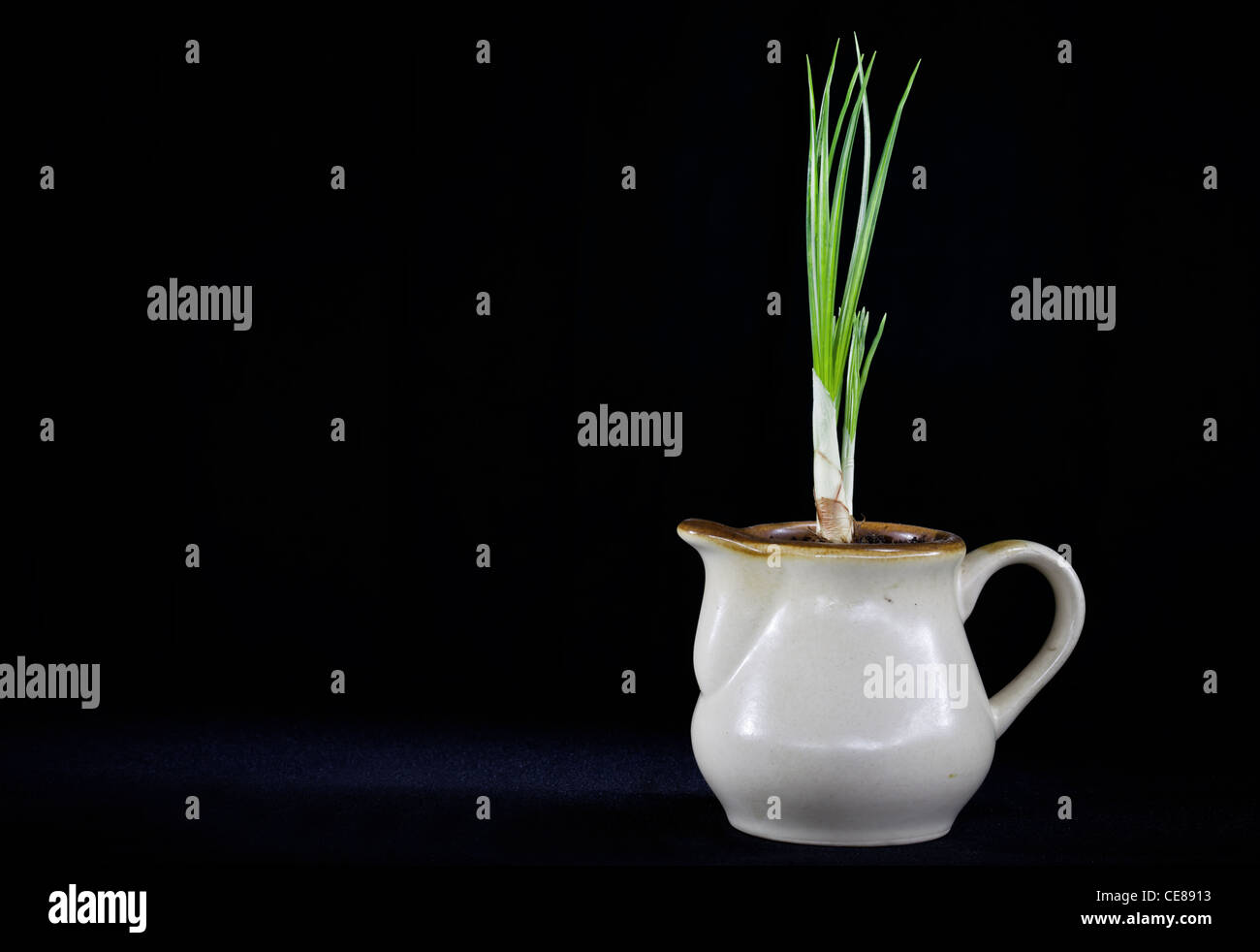 Crocus fiori in vaso contro uno sfondo nero Foto Stock