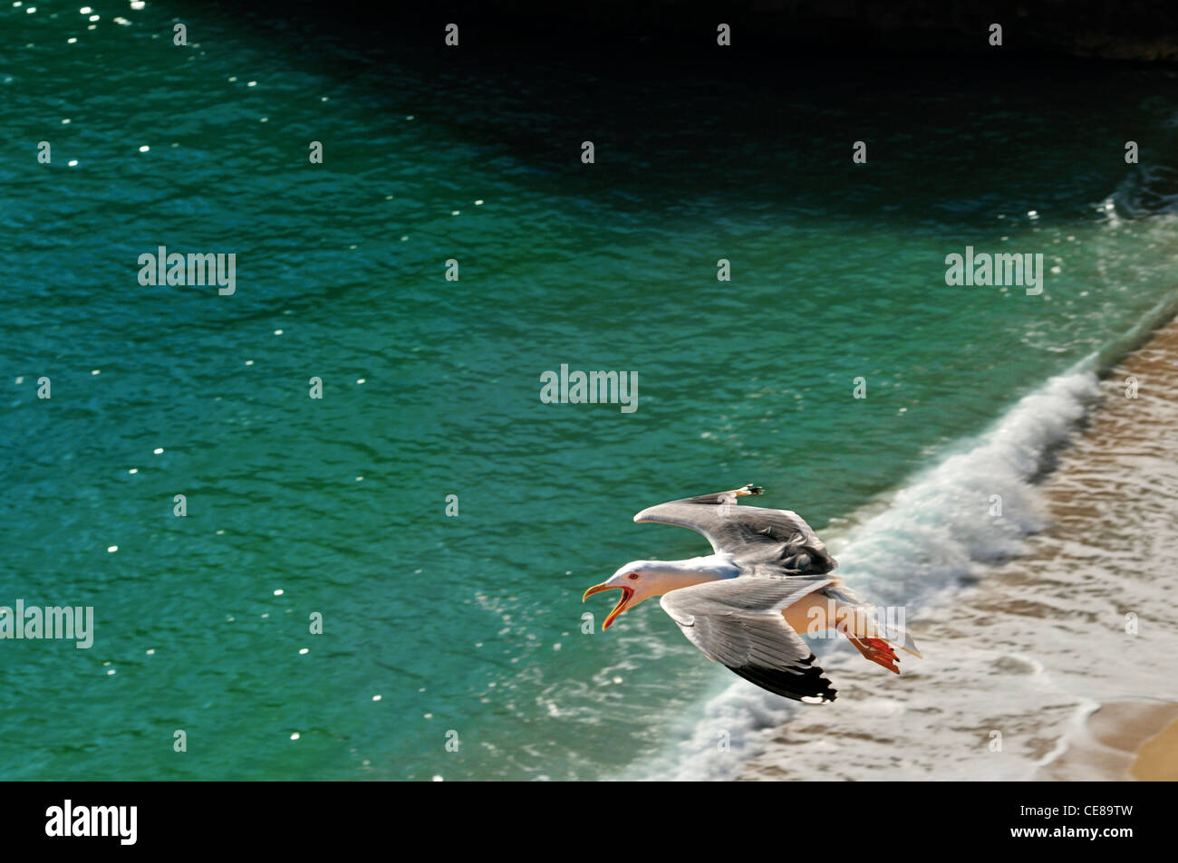 Il Portogallo, Algarve: Seagull (Larus argentatus) volando sopra una spiaggia Foto Stock