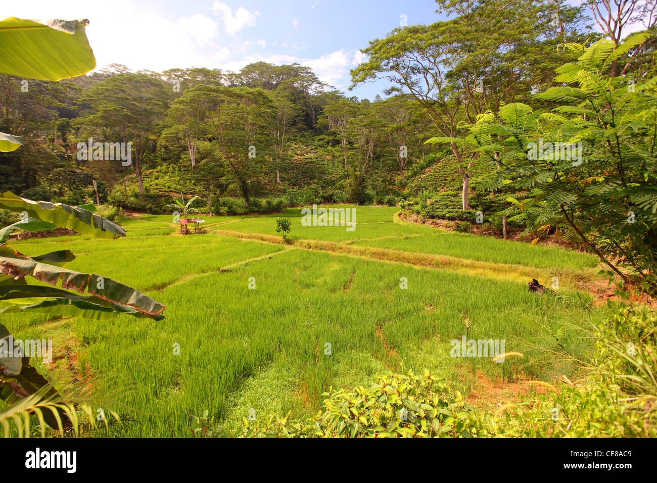 Sri Lanka, della provincia meridionale, verde, di riso paddy, campo, campi ricefield in natura Foto Stock