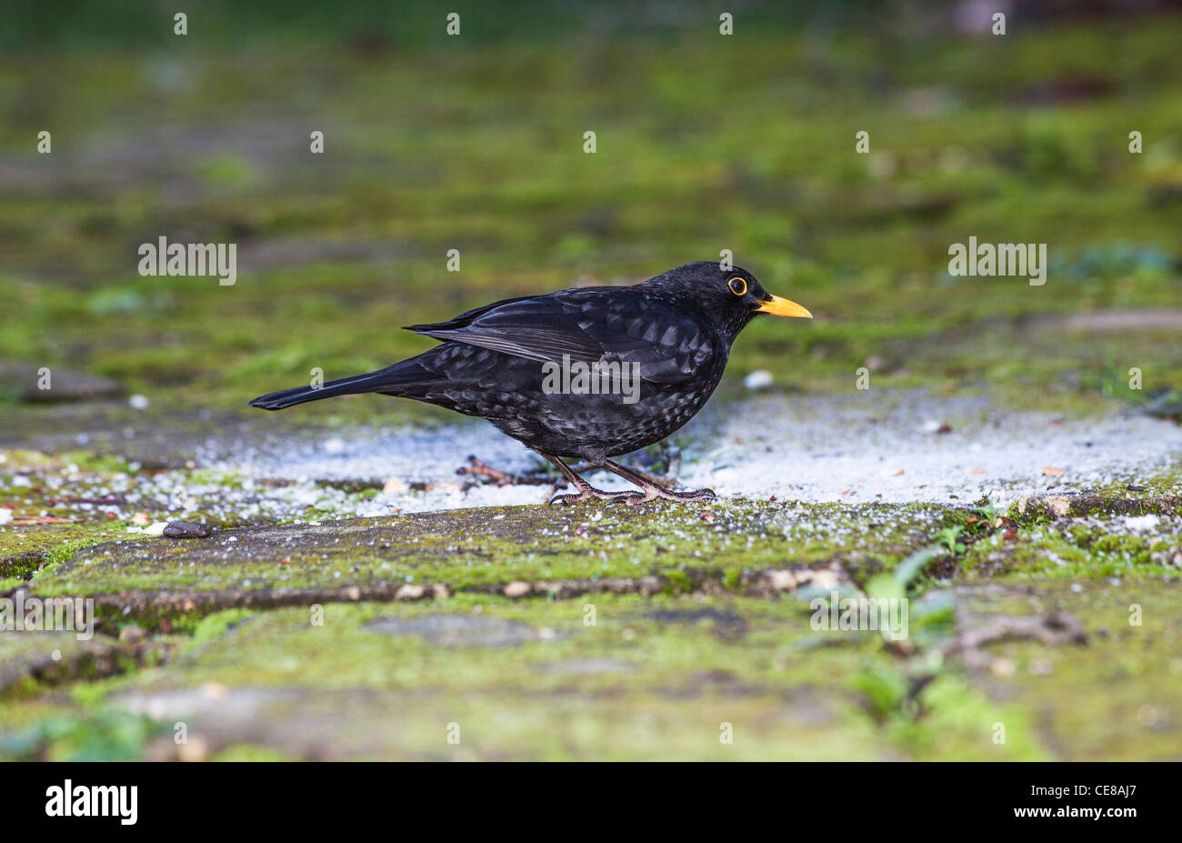 Maschio di merlo comune (Turdus merula) o Eurasian Merlo, alimentazione in un giardino, con occhio giallo-ring e arancio-giallo bill Foto Stock