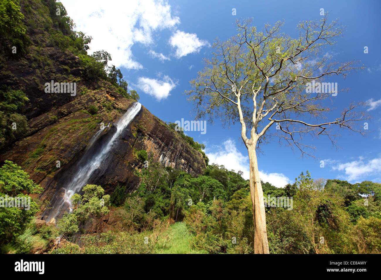 Sri Lanka, provincia di Uva, Diyaluma cade, Haputale, natura cascata verde Foto Stock