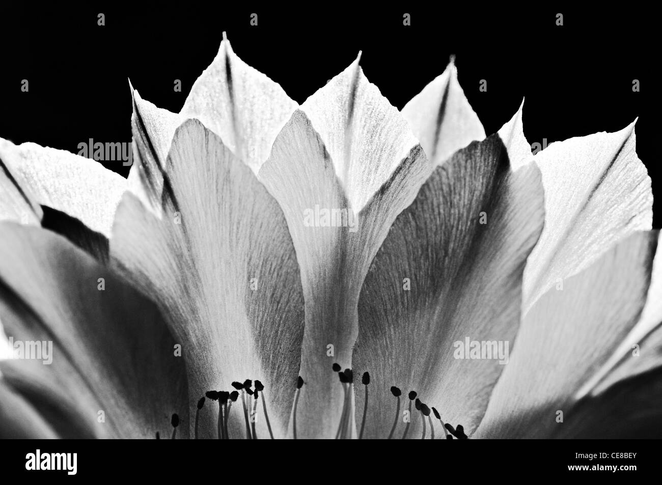 Fiore di un Echinops erysii cactus Foto Stock