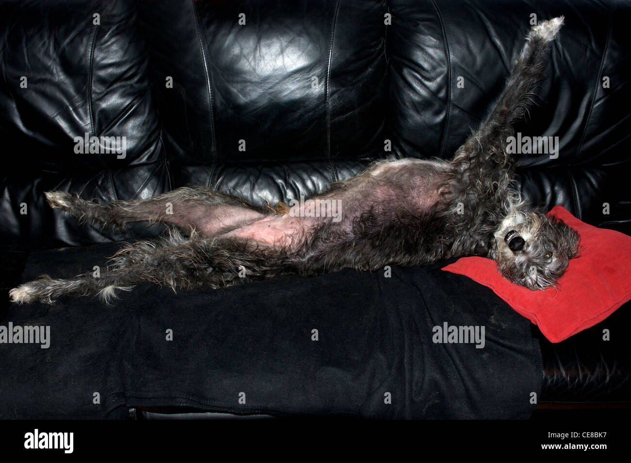 Deerhound croce dog Foto Stock
