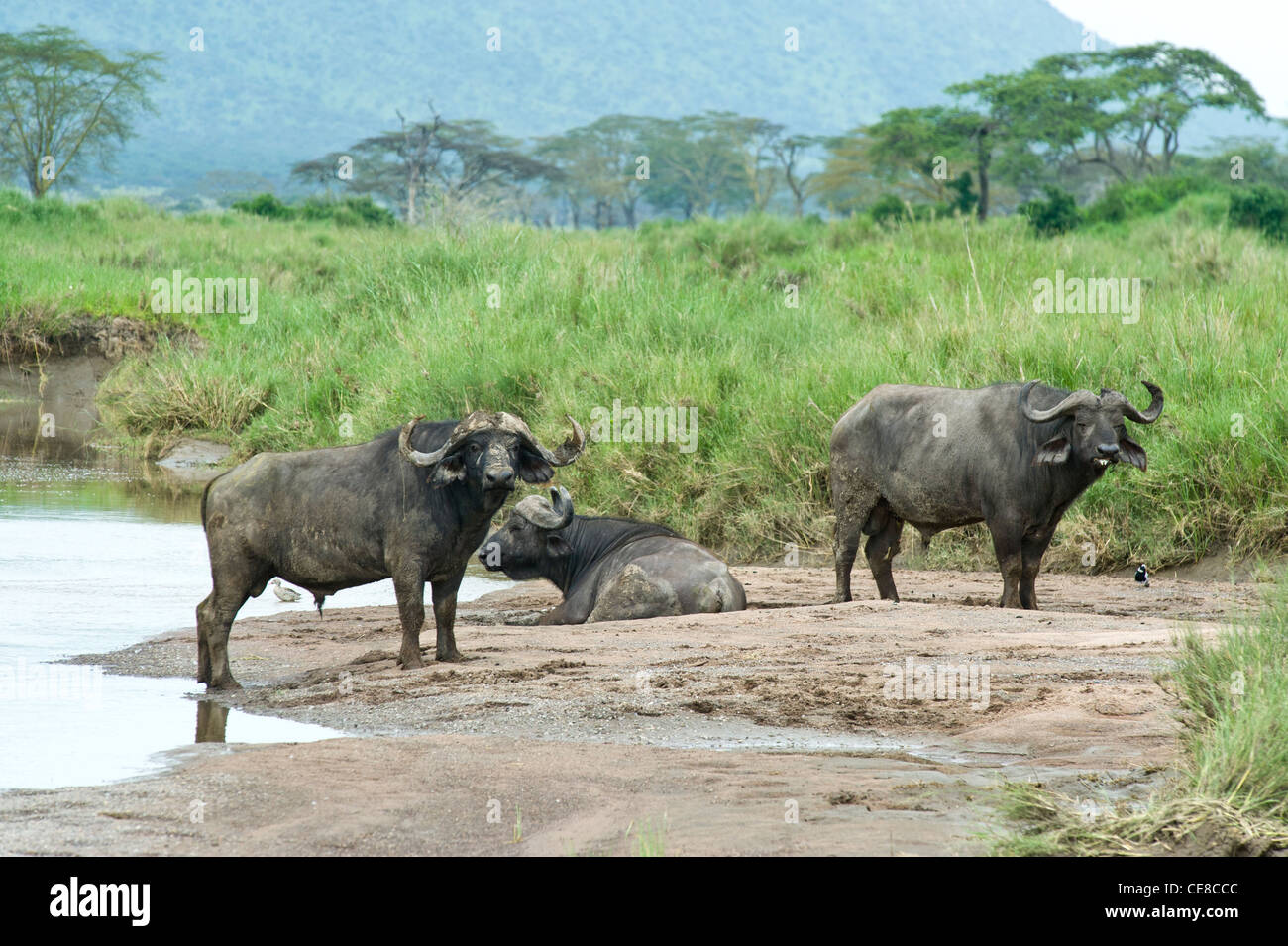 Buffaloes Syncerus caffer a Lake Magadi nel Serengeti, Tanzania Foto Stock