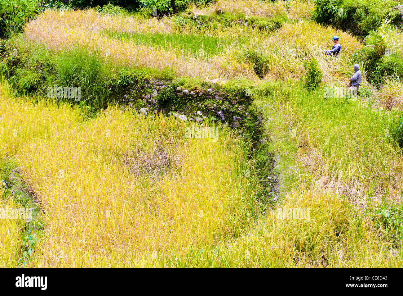 Agricoltore lavora nel campo di riso, Filippine. Foto Stock