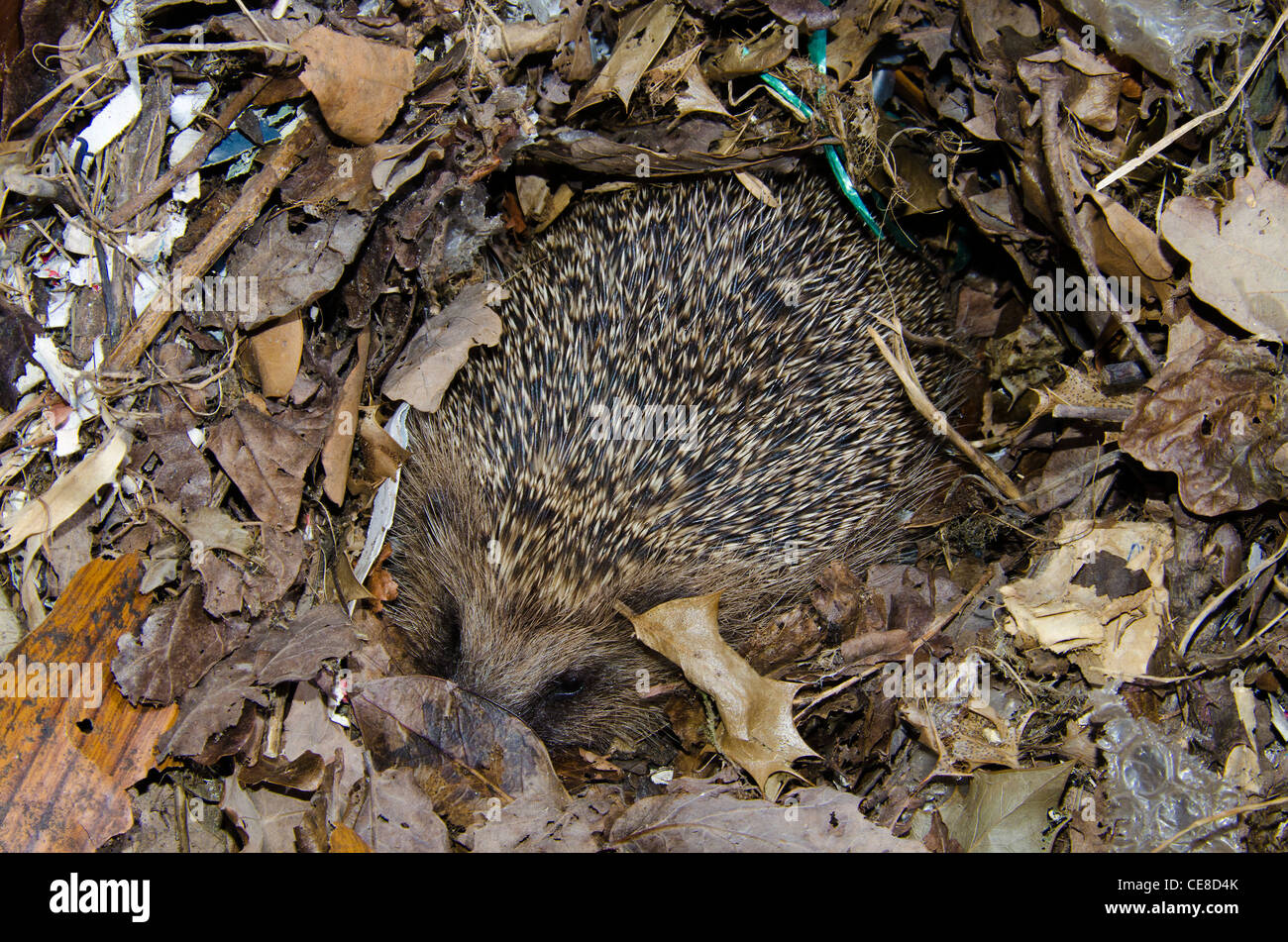 Hibernate hedgehog nest inverno Foto Stock