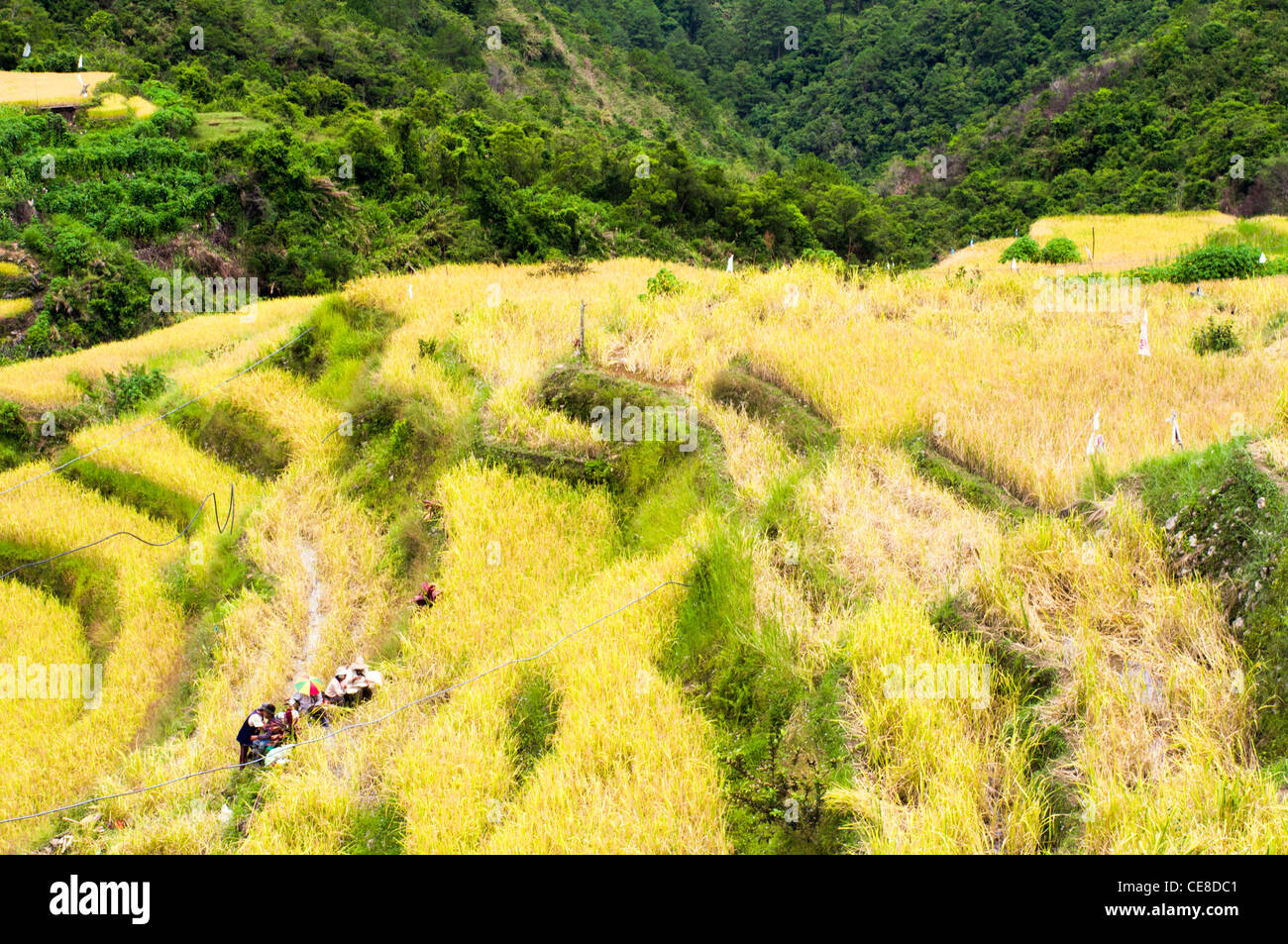 Gli agricoltori stanno prendendo una pausa al campo di riso, Filippine. Foto Stock
