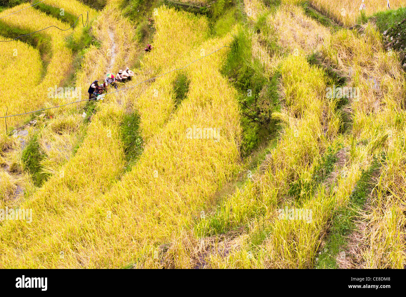 Gli agricoltori stanno prendendo una pausa al campo di riso, Filippine. Foto Stock