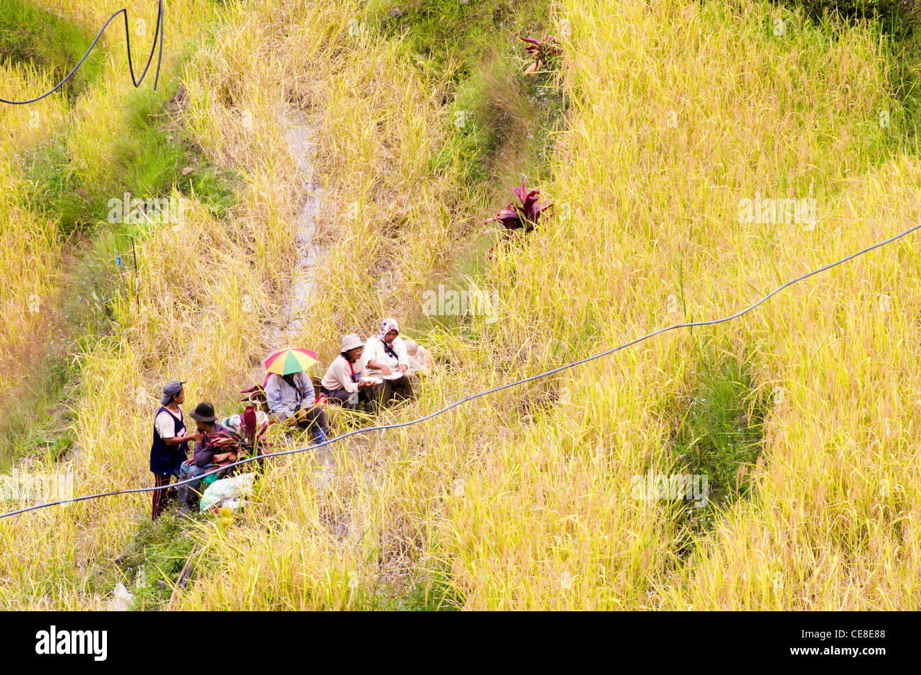 Gli agricoltori stanno prendendo una pausa al campo di riso, Filippine. Foto Stock
