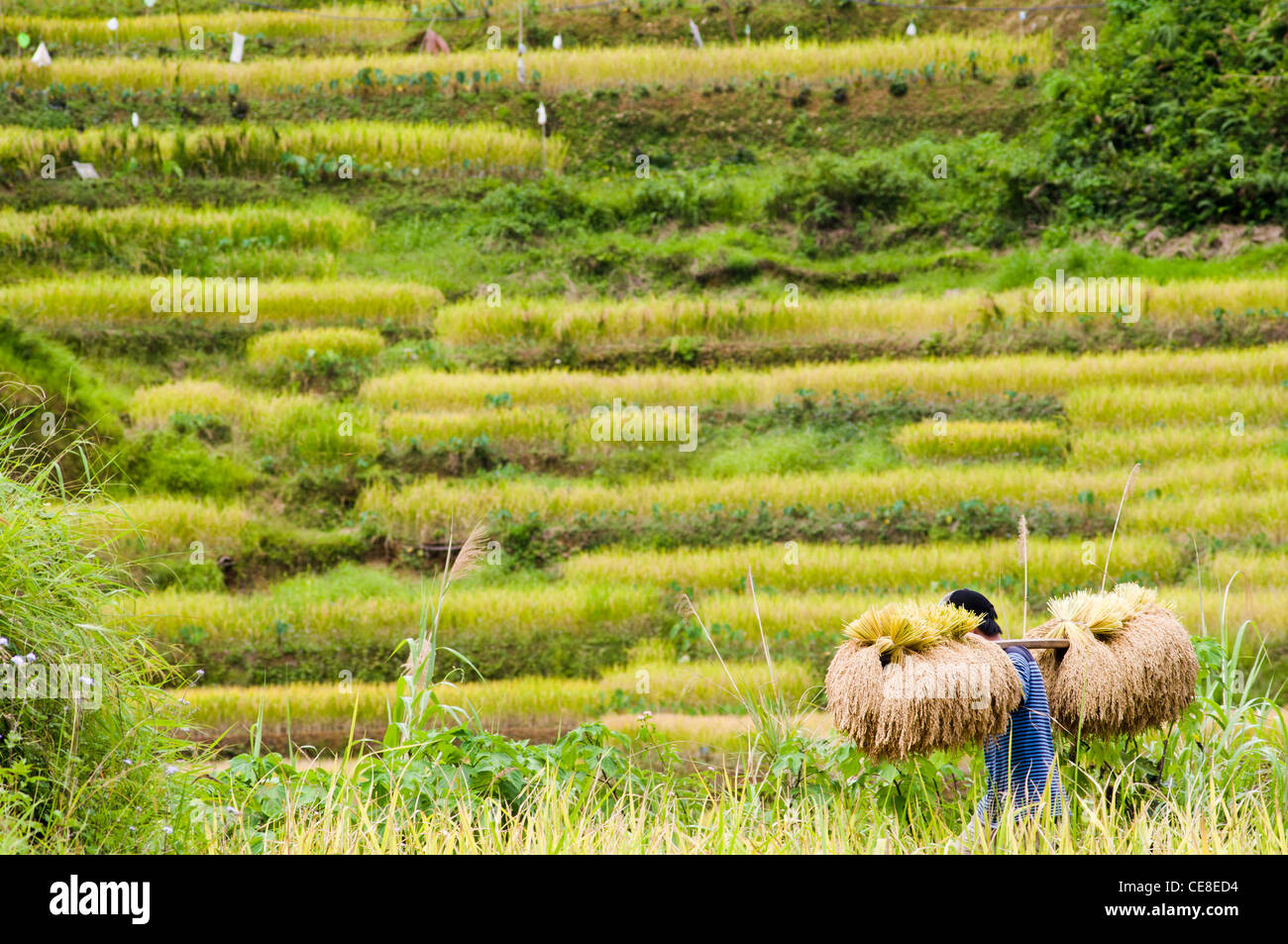 Agricoltore lavora nel campo di riso, Filippine. Foto Stock
