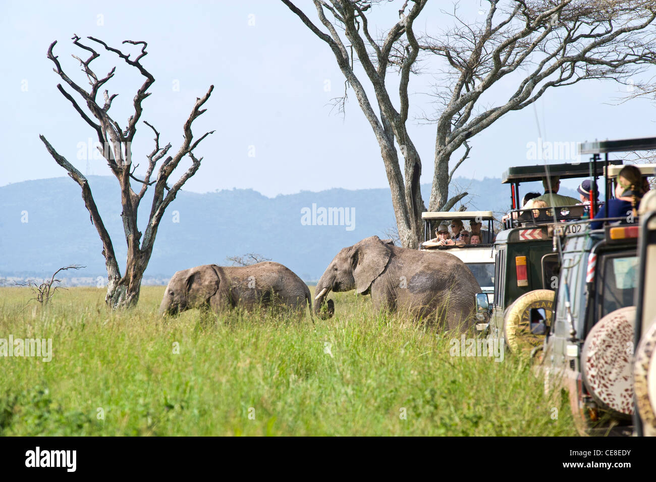 I turisti a guardare gli elefanti Loxodonta africana attraversando il raod dalle loro vetture a Seronera nel Serengeti, Tanzania Foto Stock