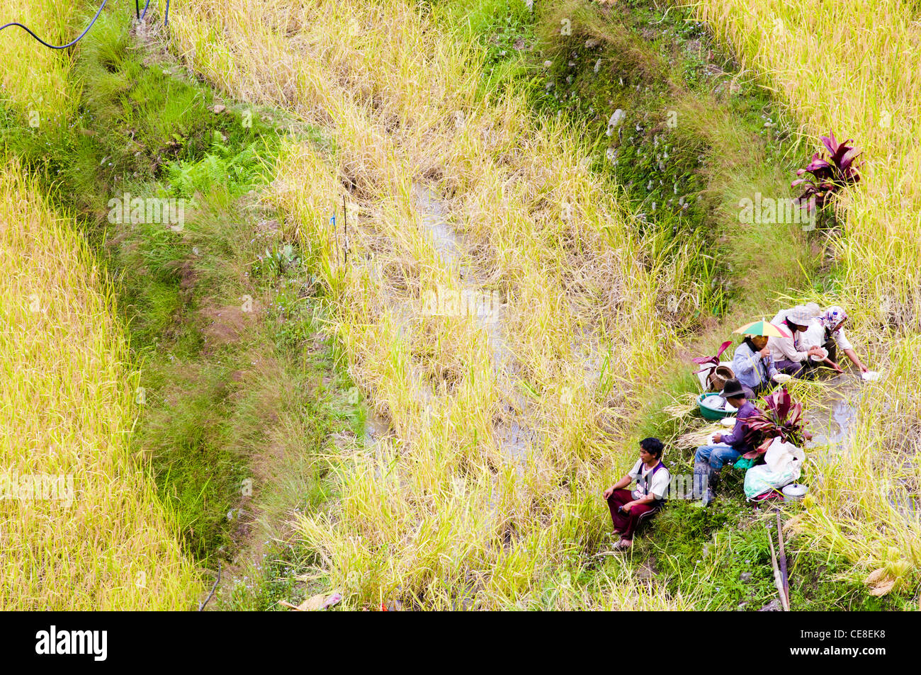 Gli agricoltori stanno prendendo una pausa nel campo di riso, Filippine Foto Stock