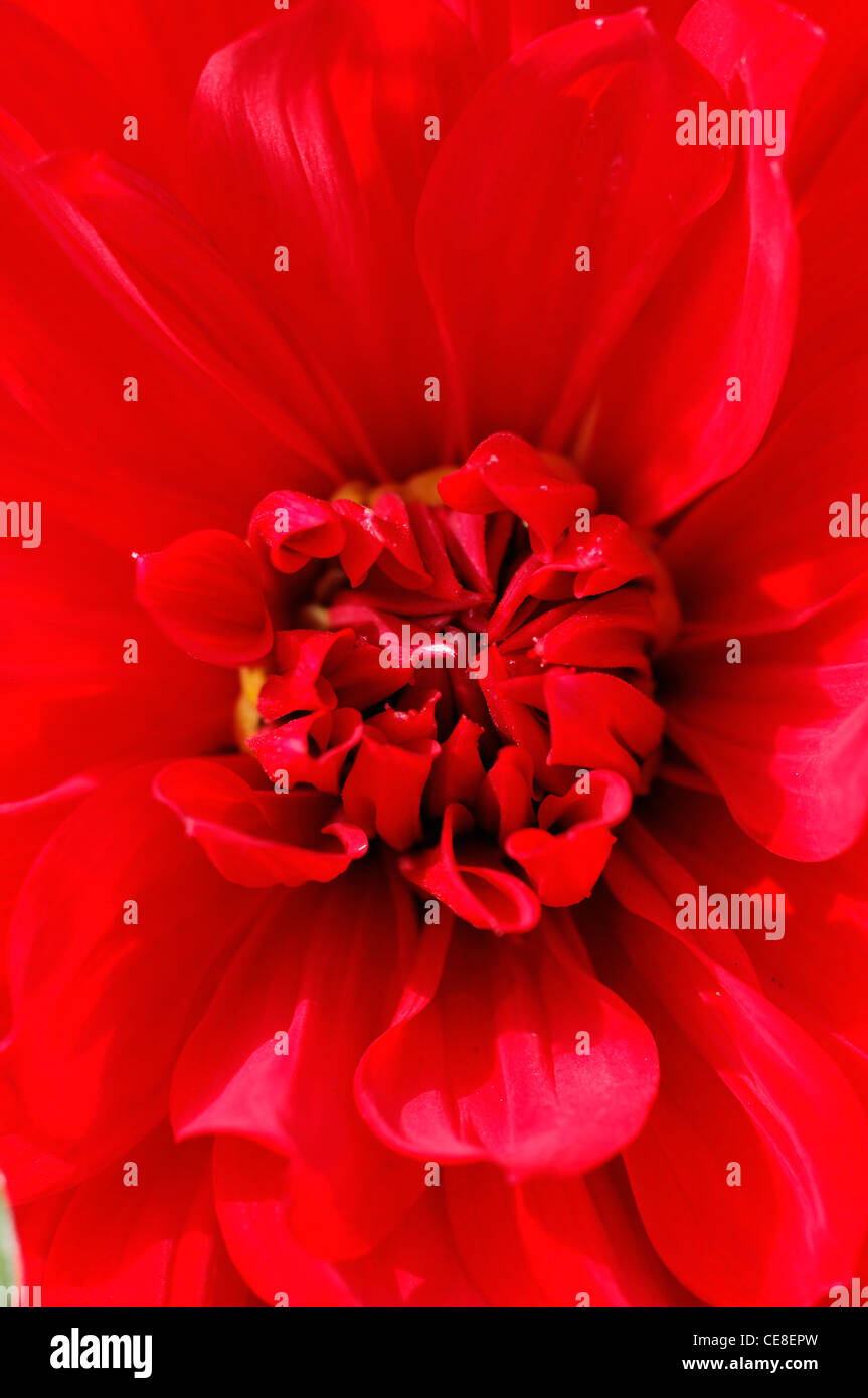 Dahlia Fiore rosso close up approfondimento perenne Foto Stock