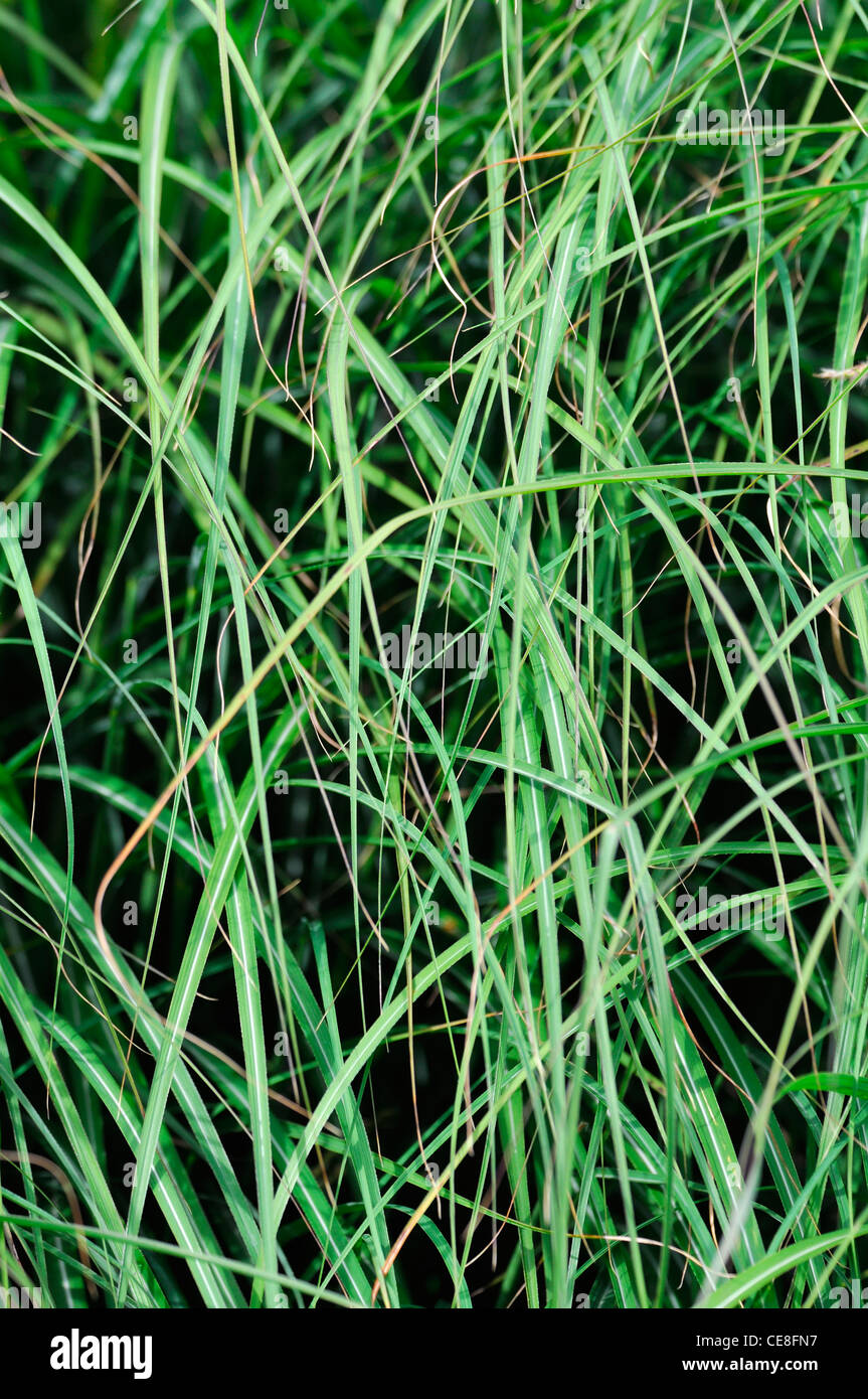 Miscanthus sinensis adagio maiden cinese di erba di erba di argento Graminacee ornamentali fogliame verde Foto Stock
