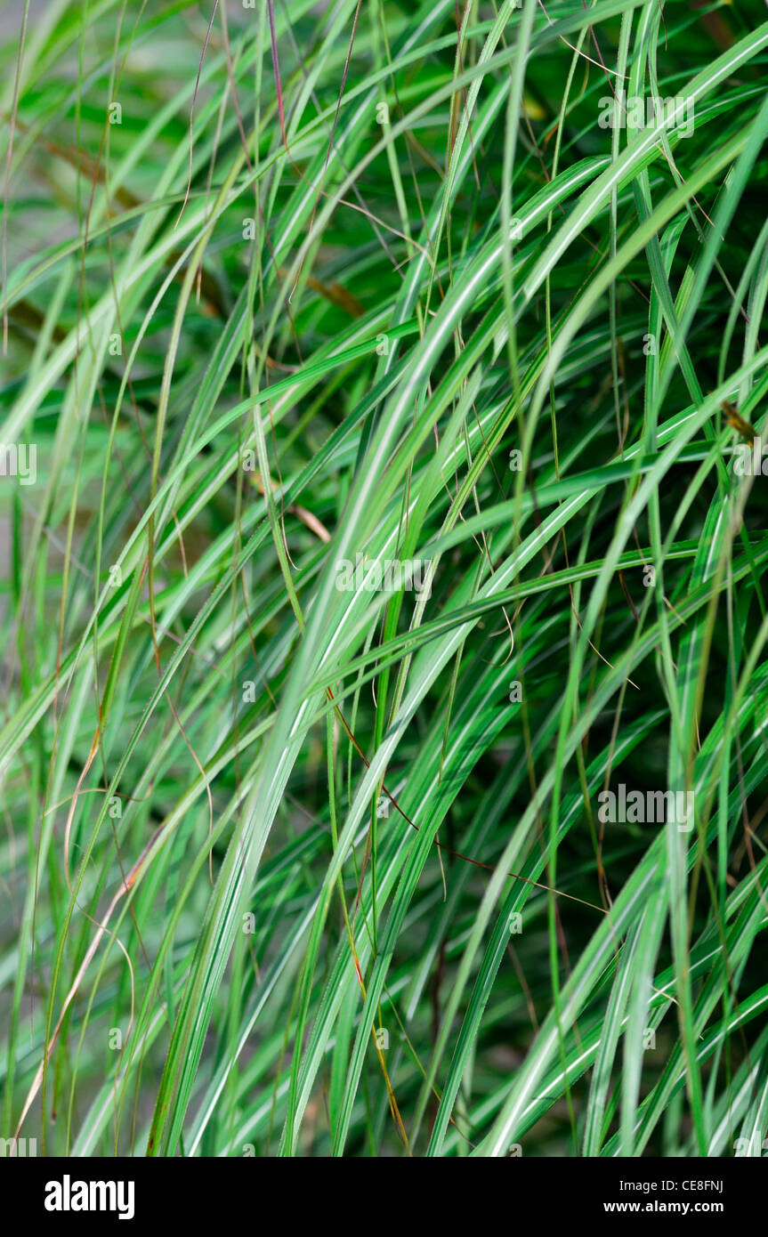 Miscanthus sinensis adagio maiden cinese di erba di erba di argento Graminacee ornamentali fogliame verde Foto Stock