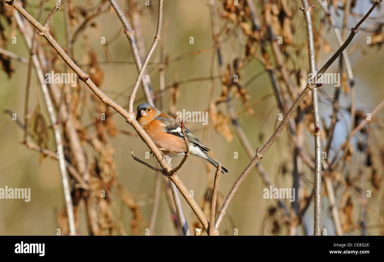 Fringuello maschio nel suo piumaggio invernale appollaiate su un ramo Foto Stock