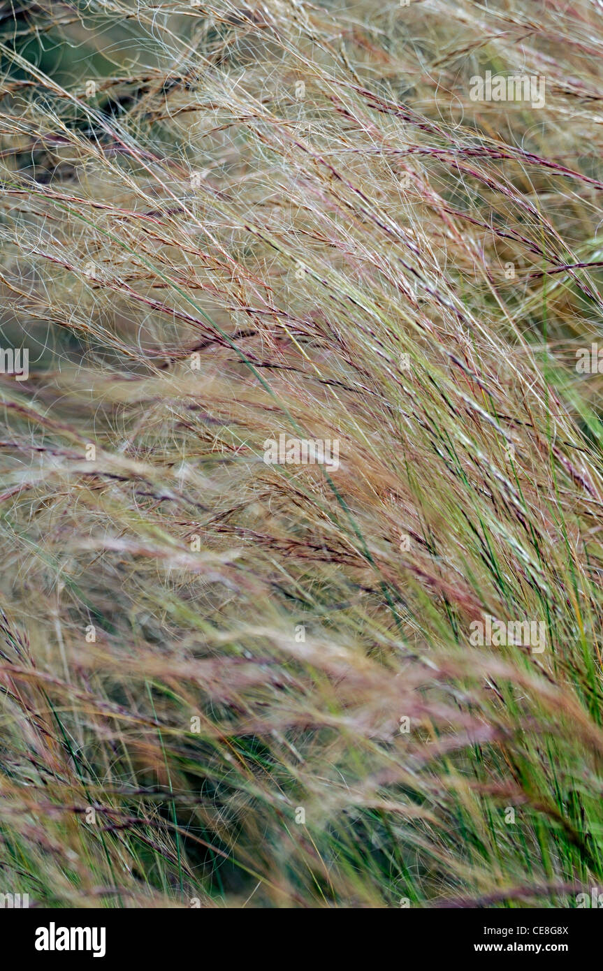 Stipa tenacissima Macrochloa tenacissima erba sparto halfah alfa alfa ago erba erba perenne artigianato fabbricazione artigianale Foto Stock