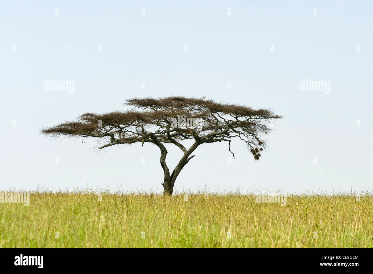 Serengeti gras pianure con Umbrella Thorn acacia (acacia tortilis) a Seronera nel Serengeti Tanzania Foto Stock