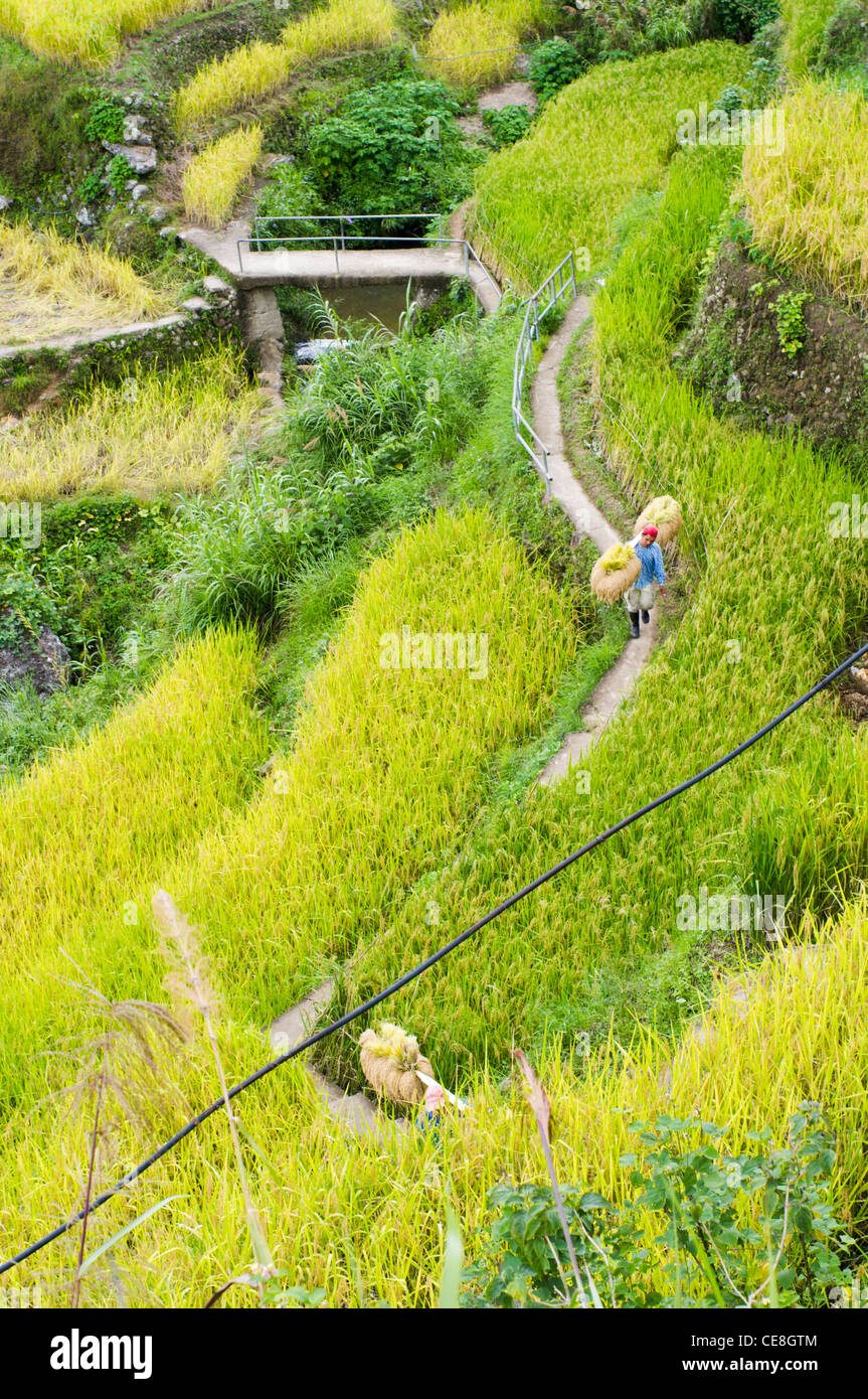 Maligcong terrazze di riso nelle Filippine. Foto Stock