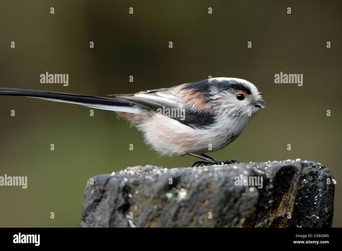 Una lunga coda di Tit ( Aegithalos caudatus) arroccato su un vecchio ceppo di albero. Foto Stock