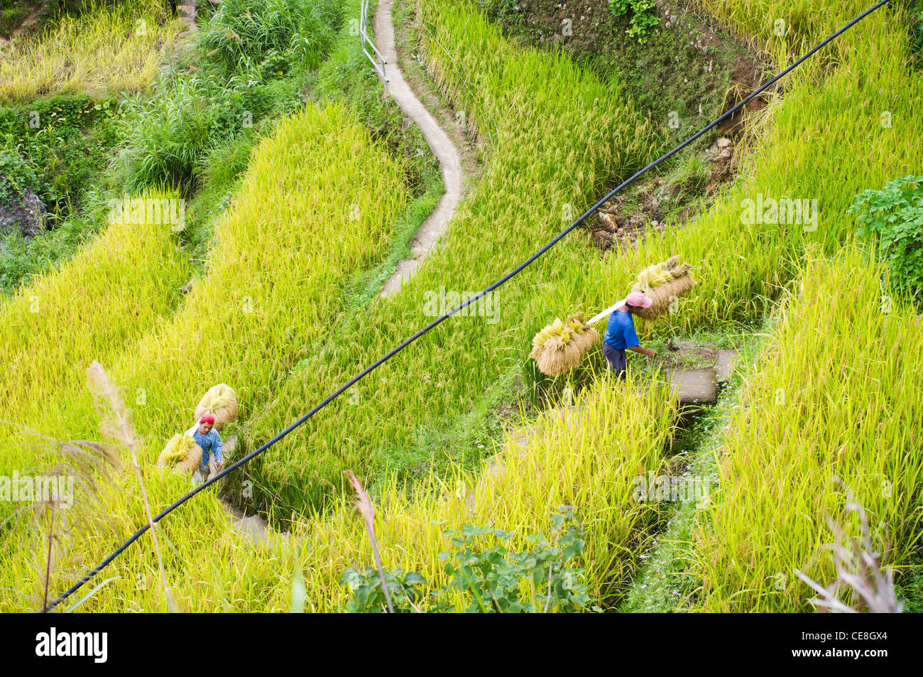 Maligcong terrazze di riso nelle Filippine. Foto Stock