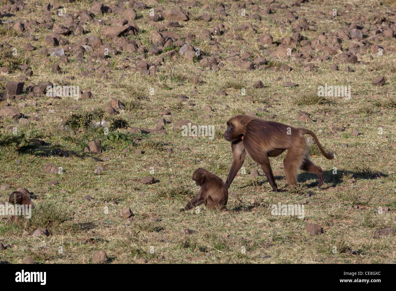 I babbuini Gelada Theropithecus (Papio) gelada. Per adulti e giovani. Endemica. Highlands. Etiopia. Foto Stock