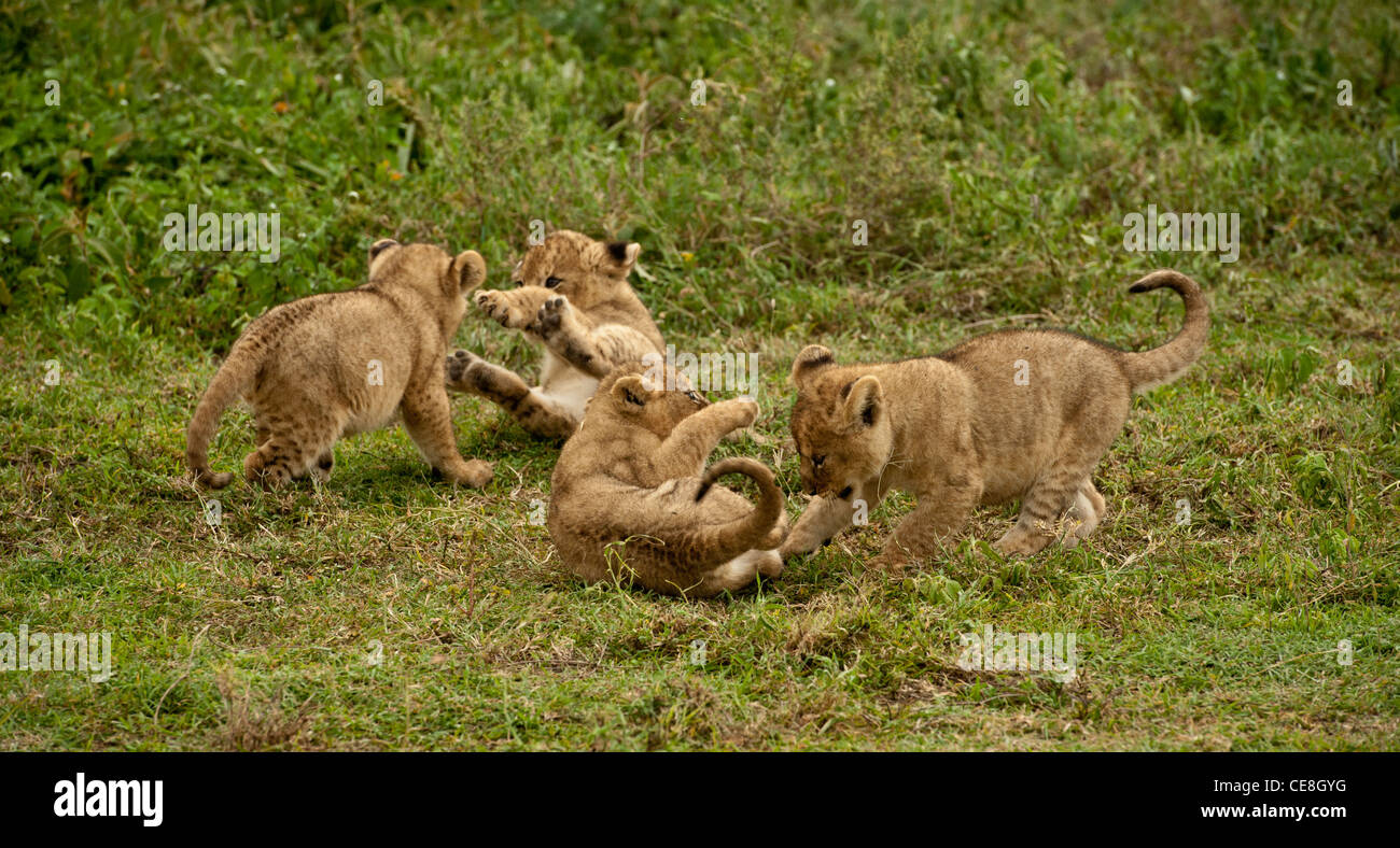 Quattro lion cubs circa un mese fa suonare insieme Foto Stock