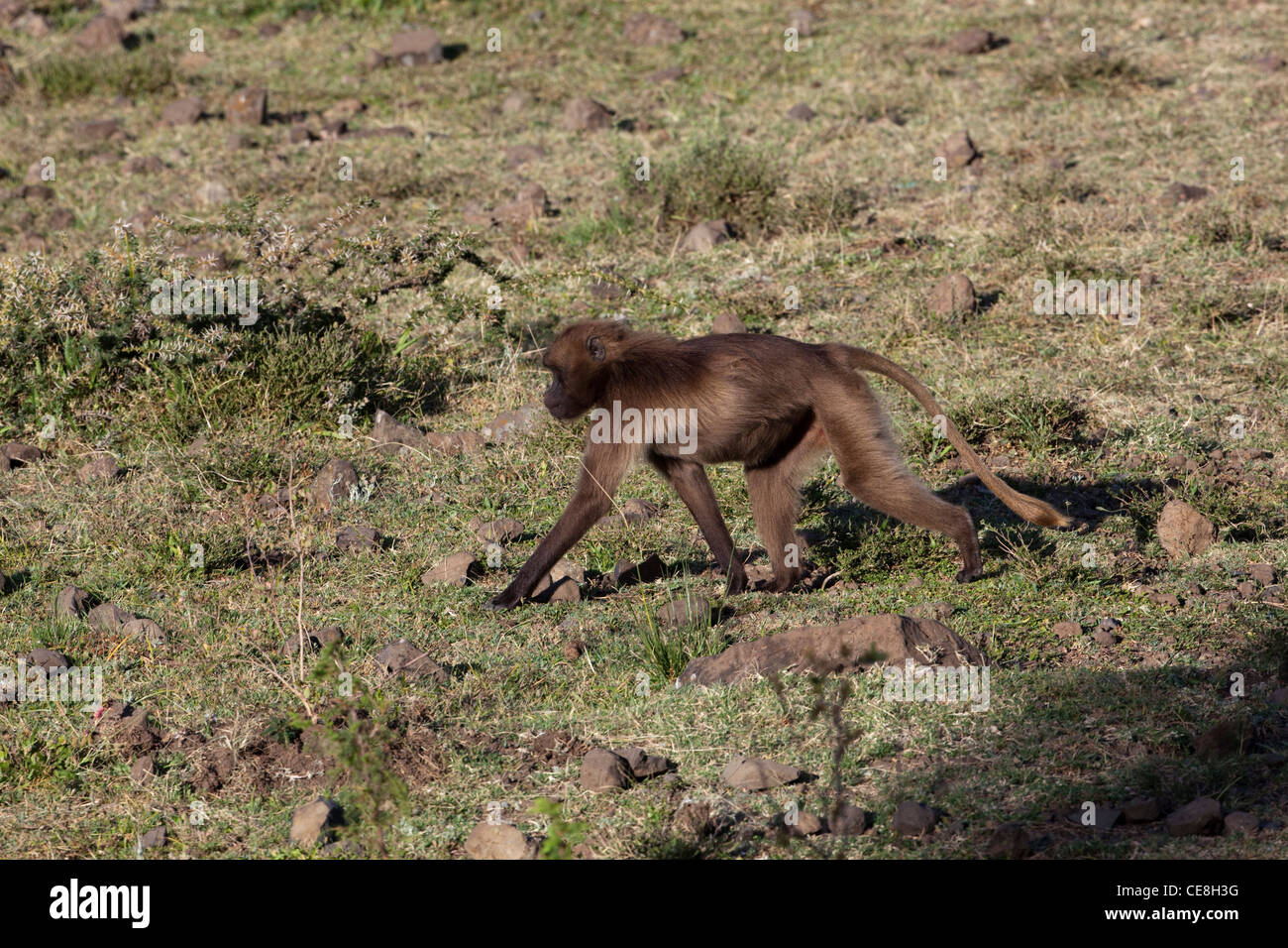 I babbuini Gelada Theropithecus (Papio) gelada. Donne in cerca di cibo. Highlands. Endemica. Etiopia. Foto Stock