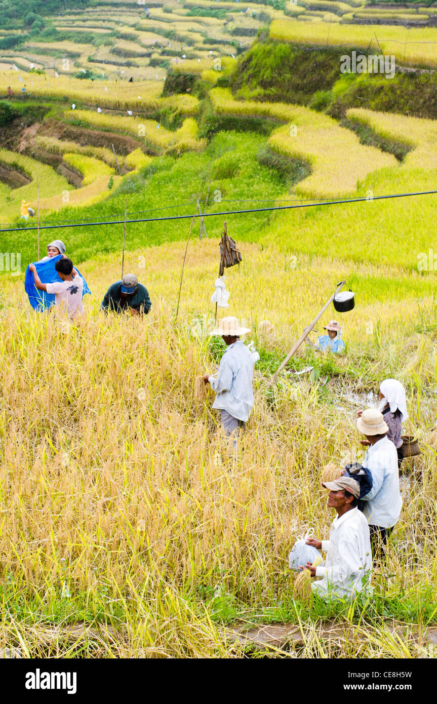 Gli agricoltori sono la raccolta in campo di risone Foto Stock