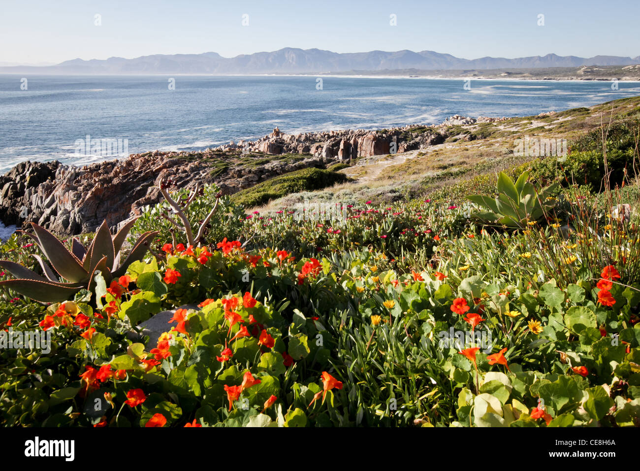 Walker Bay. South African Sea Scape mostra fynbos fiori, rocce e mare. Foto Stock