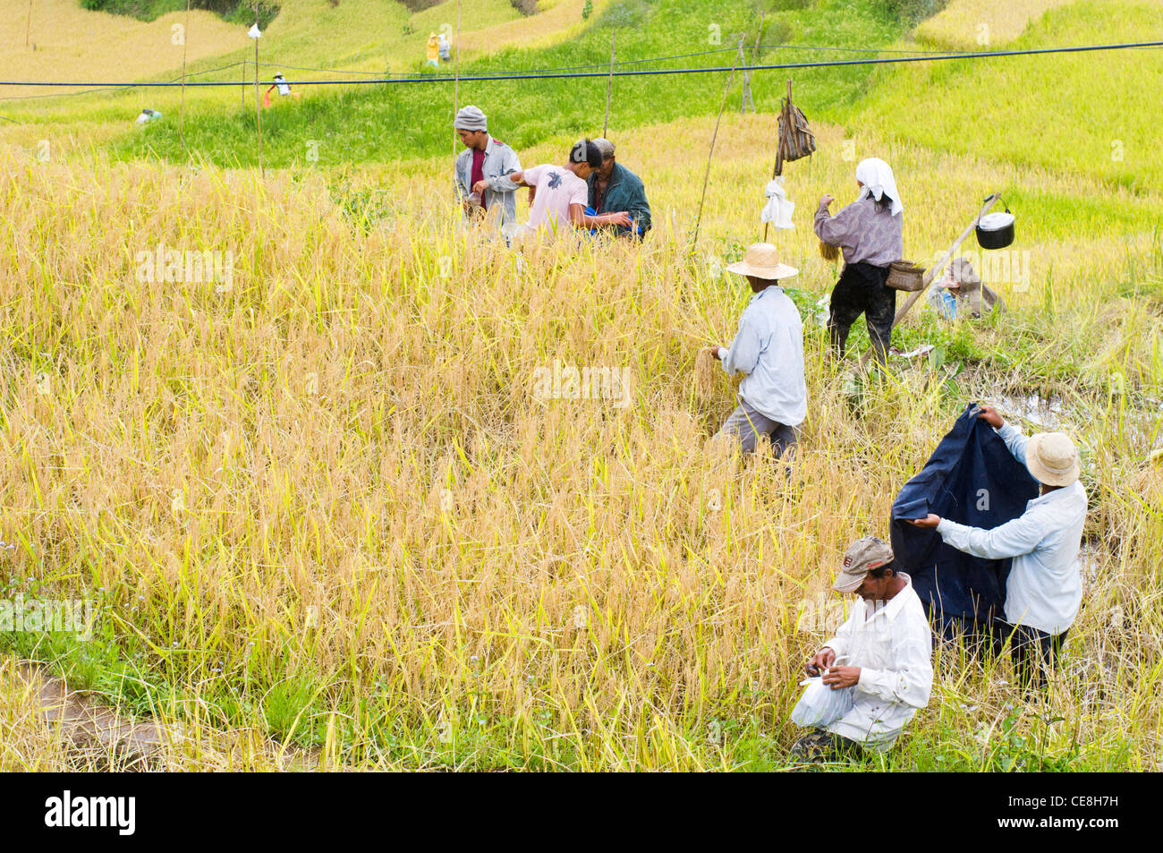 Gli agricoltori sono la raccolta in campo di risone Foto Stock