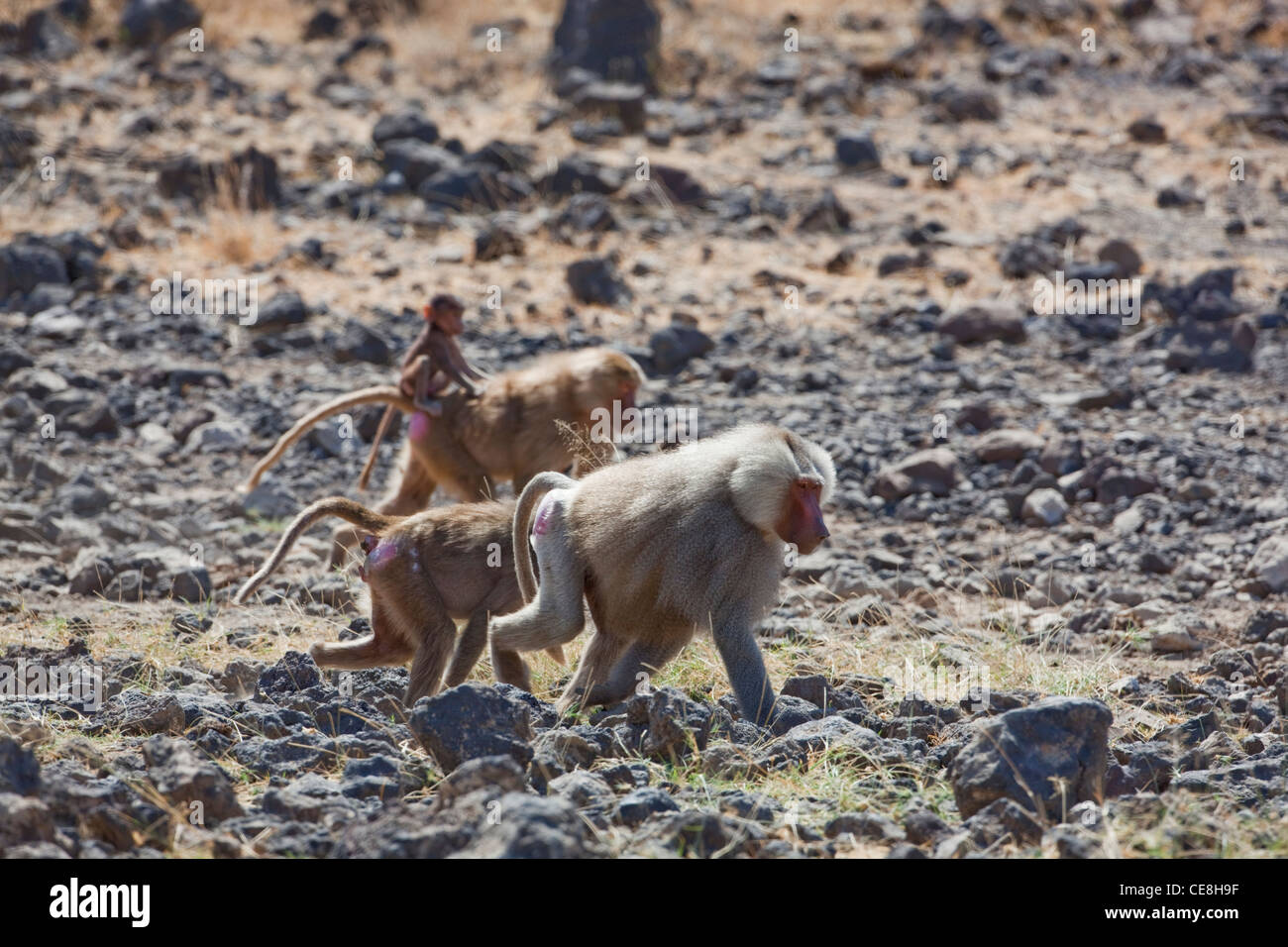 I babbuini Hamadryas (Papio hamadryas). I membri di una truppa per fare un foro di irrigazione. Gioisca il parco nazionale. Etiopia. Maschi, femmine Foto Stock